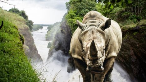 Murchison Falls/Ziwa Rhino Sanctuary Safari