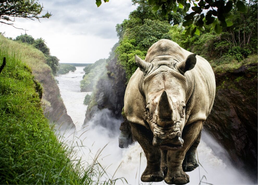 Murchison Falls/Ziwa Rhino Sanctuary Safari
