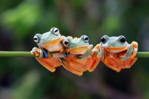 Entebbe Wildlife Education Conservation Center