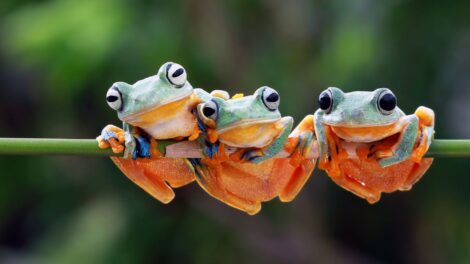 Entebbe Wildlife Education Conservation Center