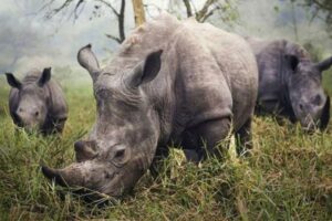 Rhino Tracking Tour Murchison