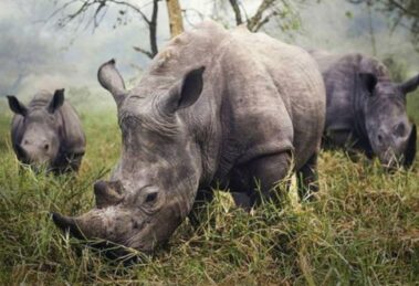 Rhino Tracking Tour Murchison