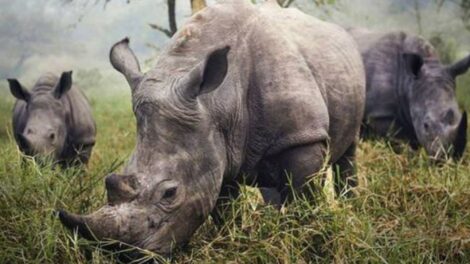 Rhino Tracking Tour Murchison