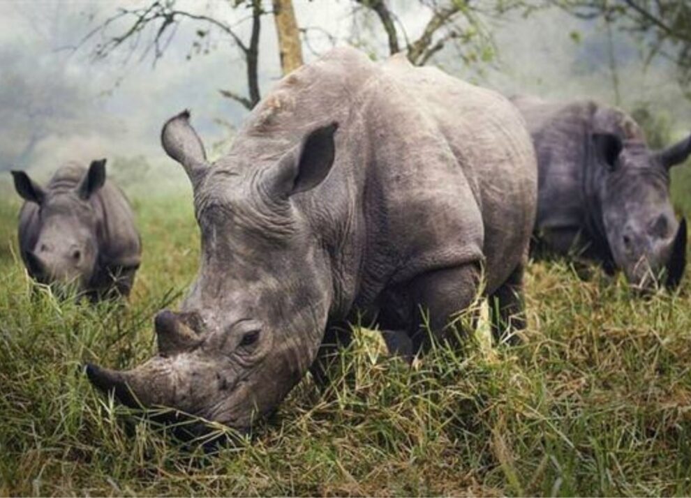 Rhino Tracking Tour Murchison