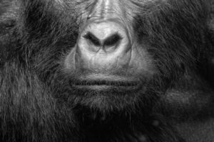 The Mountain Gorillas of Bwindi, Western Uganda