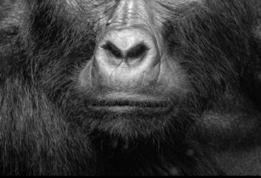 The Mountain Gorillas of Bwindi, Western Uganda