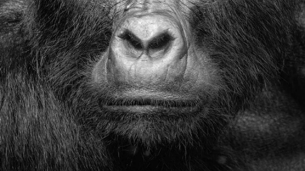 The Mountain Gorillas of Bwindi, Western Uganda