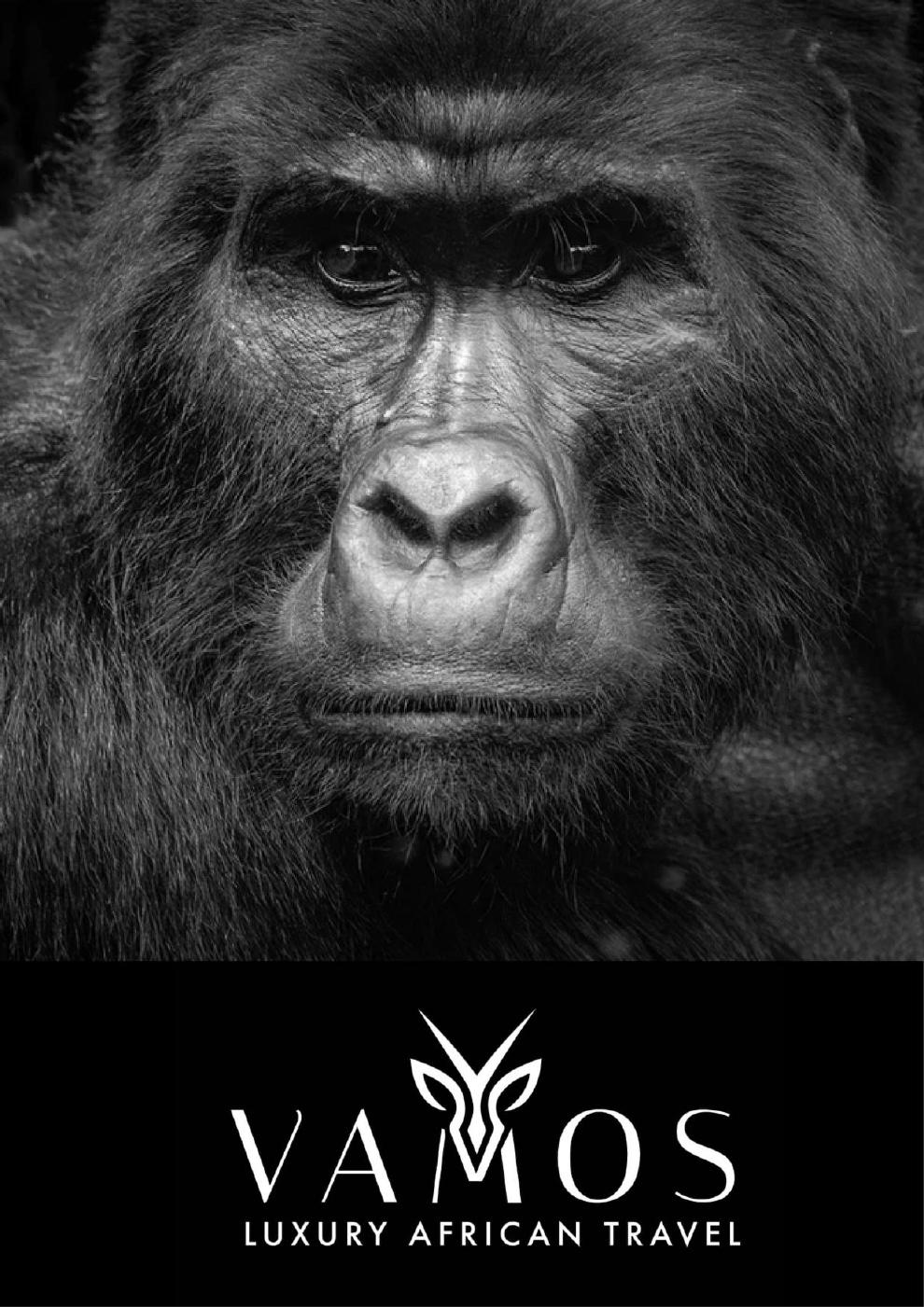 The Mountain Gorillas of Bwindi, Western Uganda