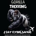 Gorila Trekking